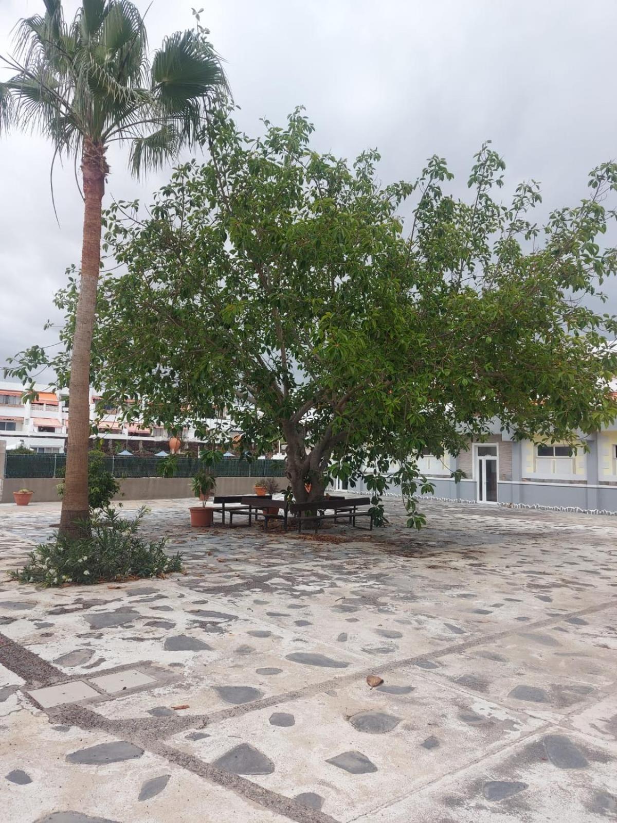Casa Papagayo Arona (Tenerife) Exterior foto